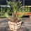 Thumbnail: Mediterranean Fan Palm (Palmitera)