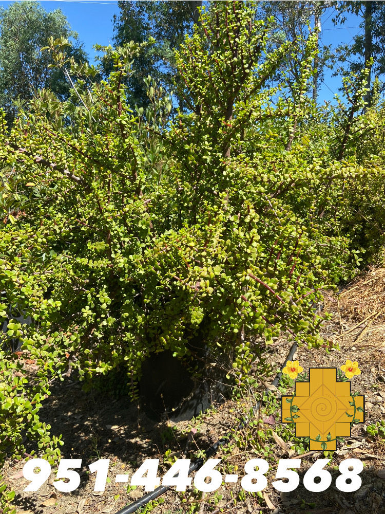 Miniatura: Elephant Bush