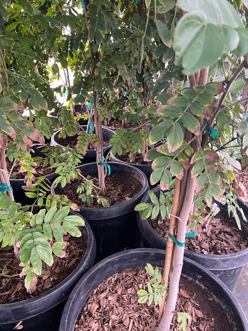 Miniatura: Red Powder Puff Tree