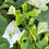 Miniatura: Bougainvillea Jamaica White