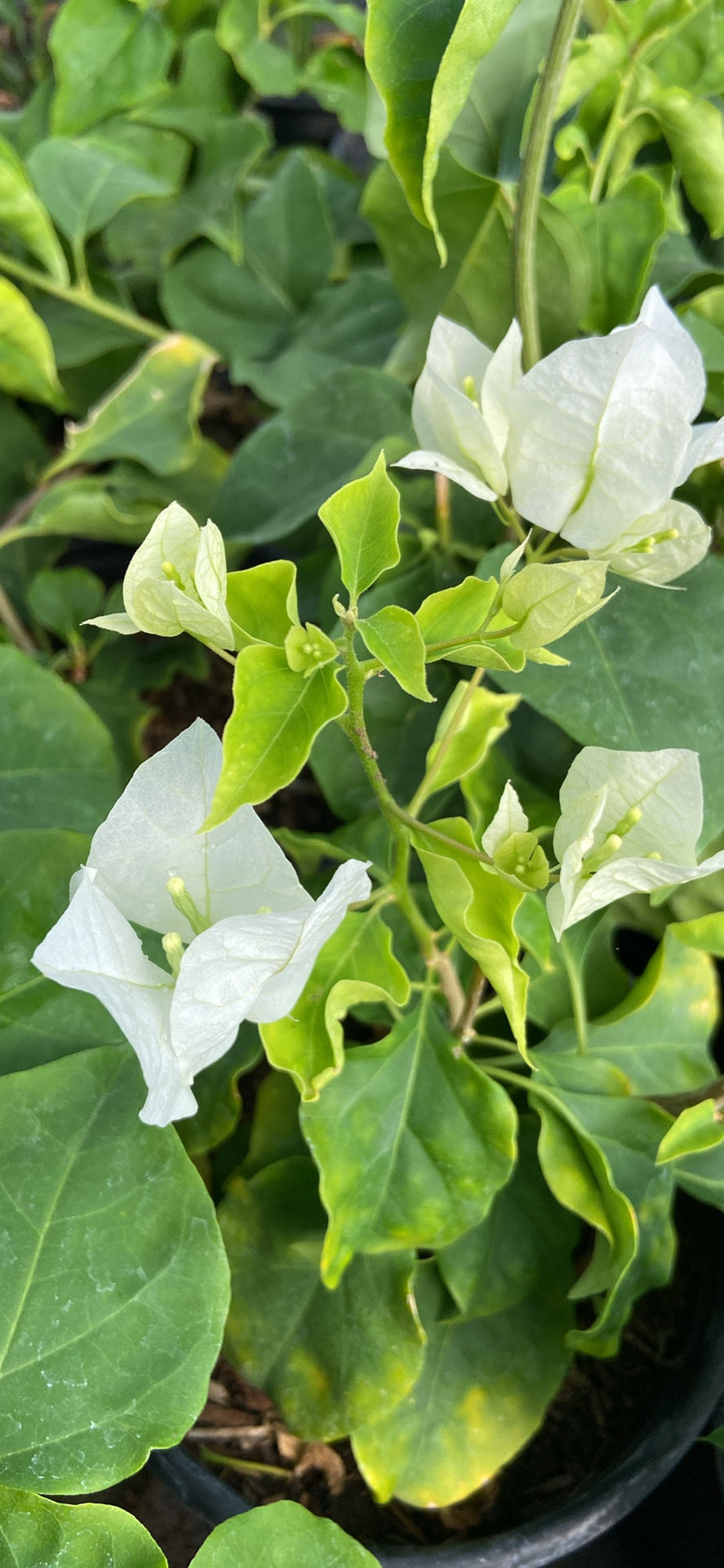 Miniatura: Bougainvillea Jamaica White