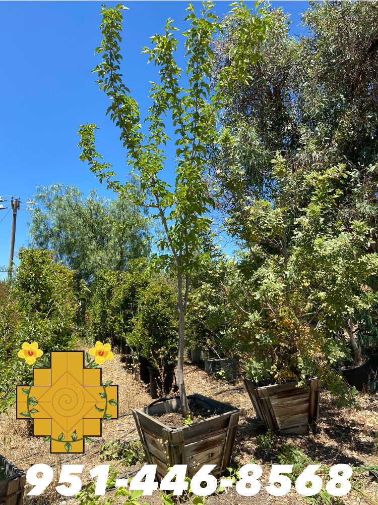 Thumbnail: White Mulberry Tree (Morera Blanca)