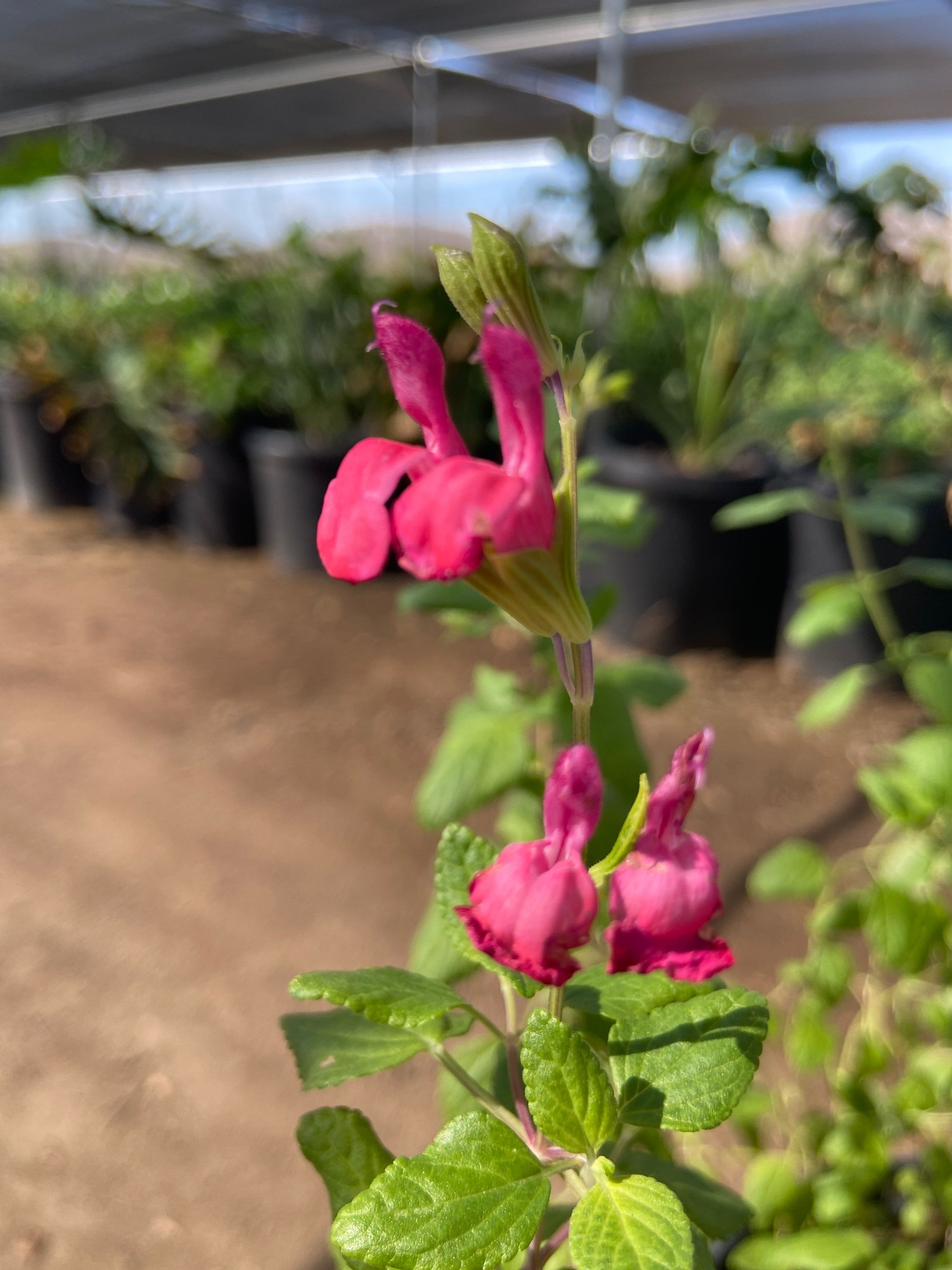 Hot Lips Sage (Salvia de Labios Calientes)