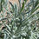 Thumbnail: Goodwin Creek Grey Lavender (Lavanda Gris de Arroyo Bueno)