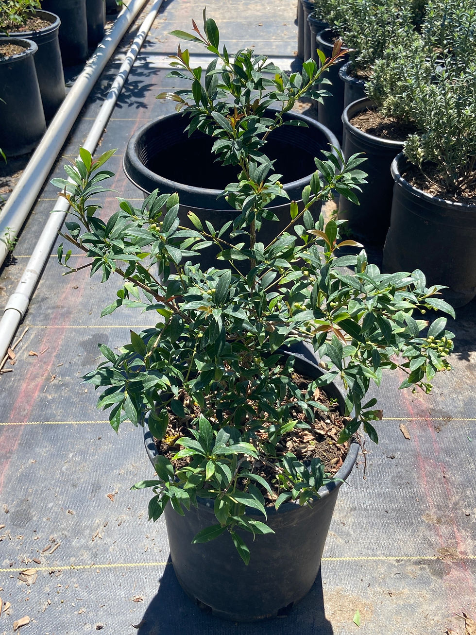 Miniatura: Dwarf Magenta Cherry Bush