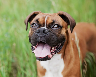 a boxer dog standing in grass