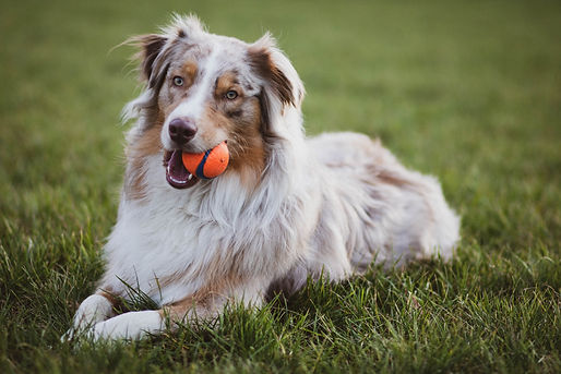 picture-of-an-australian-collie-dog-2326