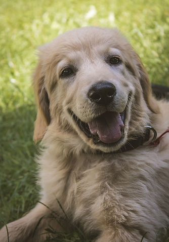 a young golden retriever lying on grass and looking into the camera