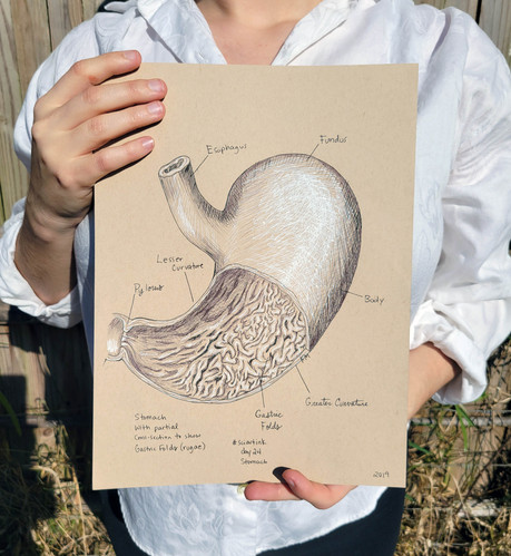 Stomach Anatomy | Medical Illustration of Labeled Stomach