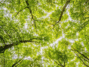 Untitled design (35)_edited.jpg