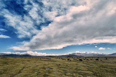 Sheep and goats on a high plateau in the Tingri region, with the Himalayas in the distance. Tibet, 1996.
