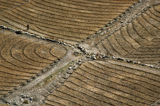 Barley field in a high valley in the western Tibetan region of Purang. Tibet, 1987.
