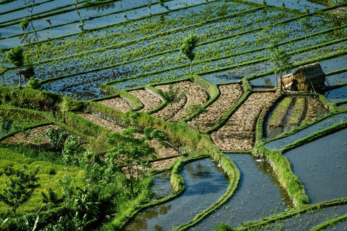 Irrigated rice terraces in Bali. Indonesia, 1993.