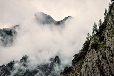 Alpine forest in the upper Kongpo region. Tibet, 2000.