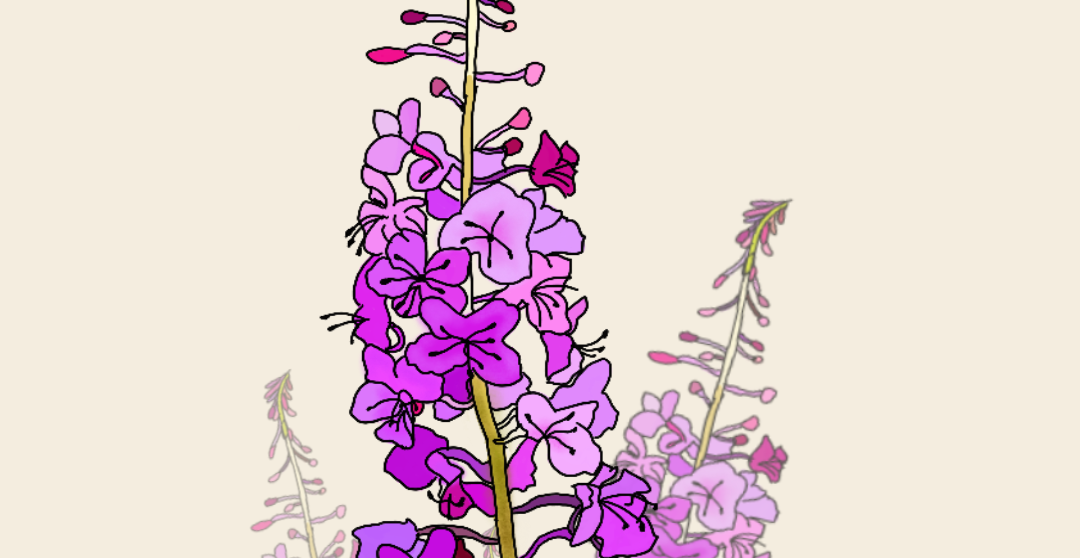 Untitled_Artwork 6.png