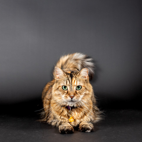 pets photogrsphy Jacksonville Florida
