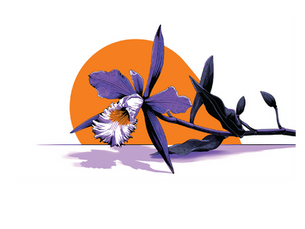 ¡El Lazo con Honduras es Inquebrantable! Envía Remesas Fáciles y Seguras desde USA y Canadá