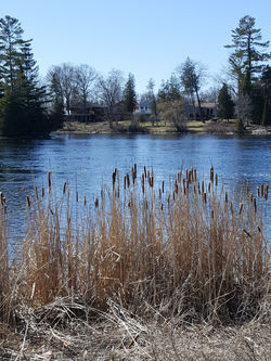Reeds on the river