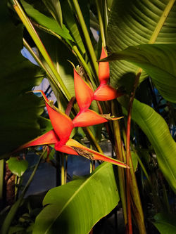 Heliconia