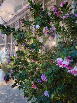 Rhaphiolepis india (Indian hawthorn)