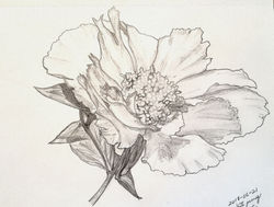White peony #1