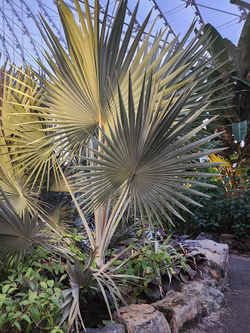 Bismark Palm