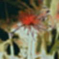 Botanical-192_Popham_Bee balm 2_20201210.jpg