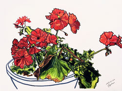 Red geranium