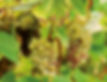 raisin agriculture biologique Vouvray vin bio Domaine Allias