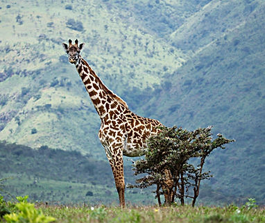 4-day-safari-from-zanzibar-to-tarangire-serengeti-and-ngorongoro_kilisky.jpg