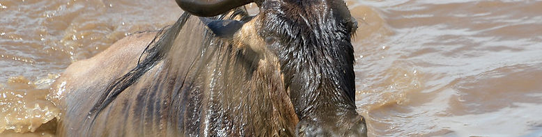 African-safari-migrations safari from zanzibar.jpg