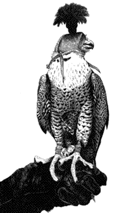 falcon-with-hood.png