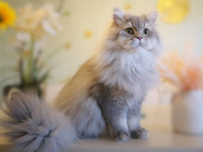 British Longhair vs. British Shorthair: Market Value & Pricing Analysis
