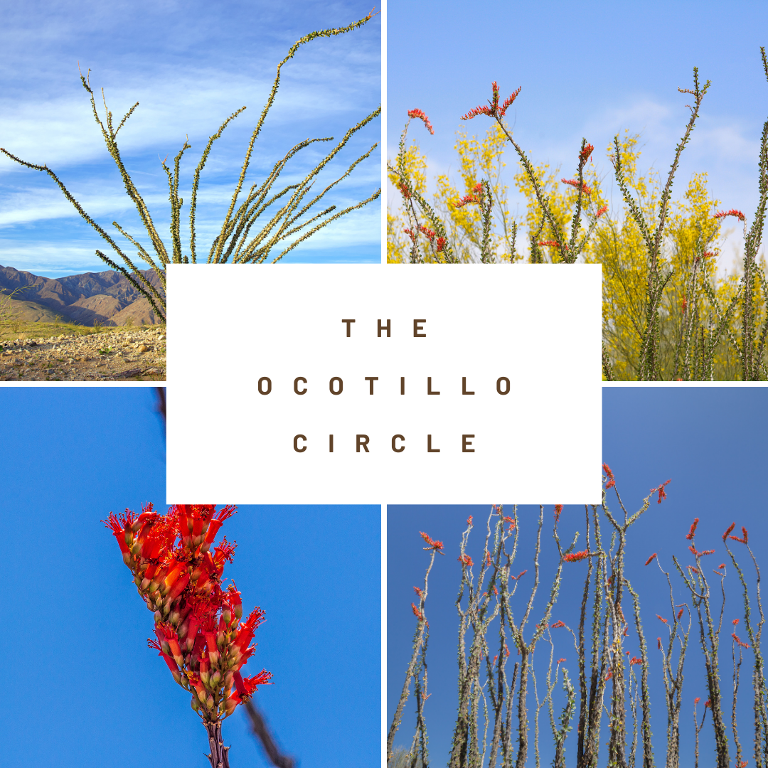 Ocotillo Circle