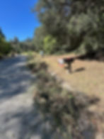 Cleared vegetation and brush after property cleanup