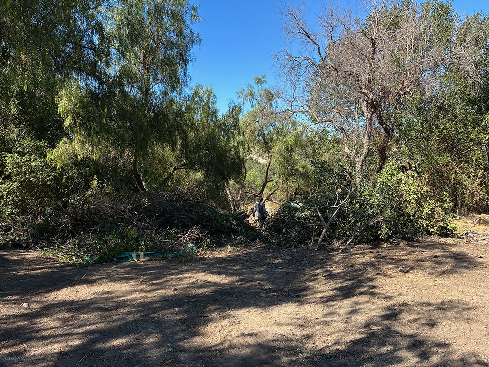 Defensible space vegetation clearing around trees