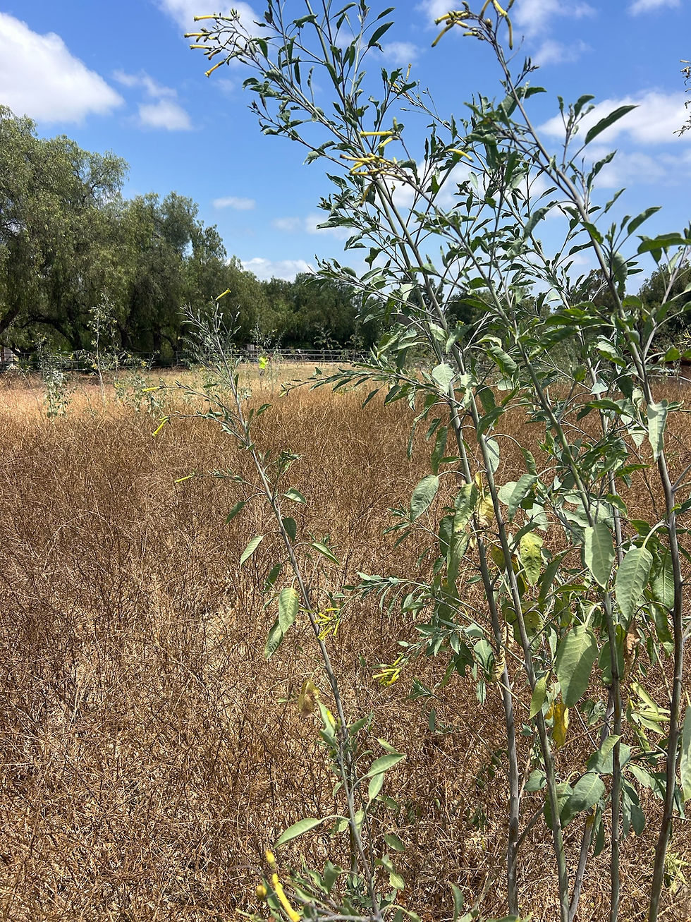 Overgrown dry grass and brush before weed abatement