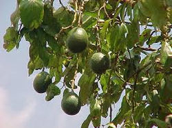 avocados