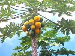 papaya