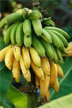 banana