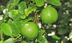 limes