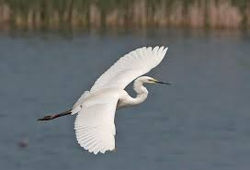 accent heron flying