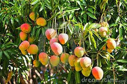 mangoes