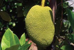 Yaka