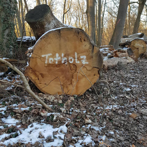 Totholz