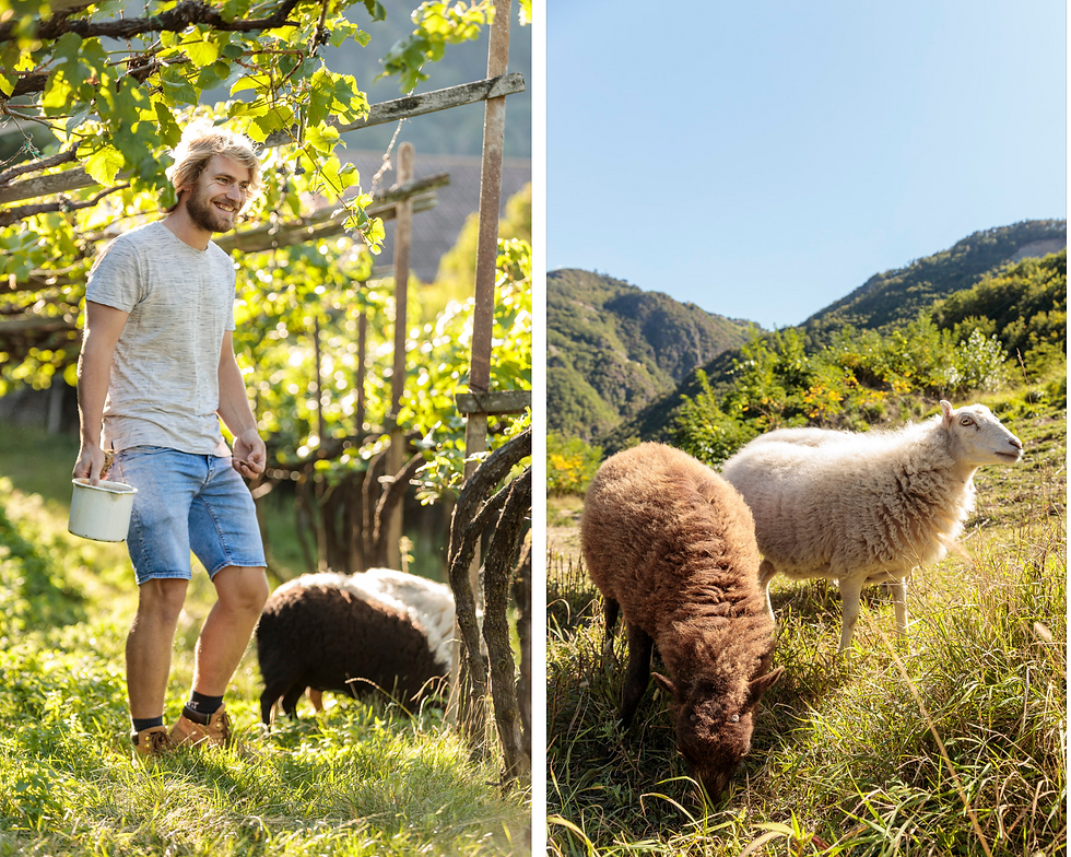 Hock Klaus | Alto Adige vinery