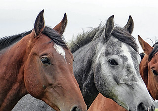 Three Horses Close-Up