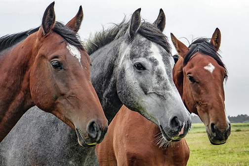 Three Horses