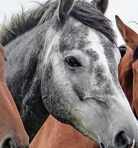 Three Horses