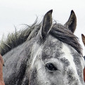 Three Horses